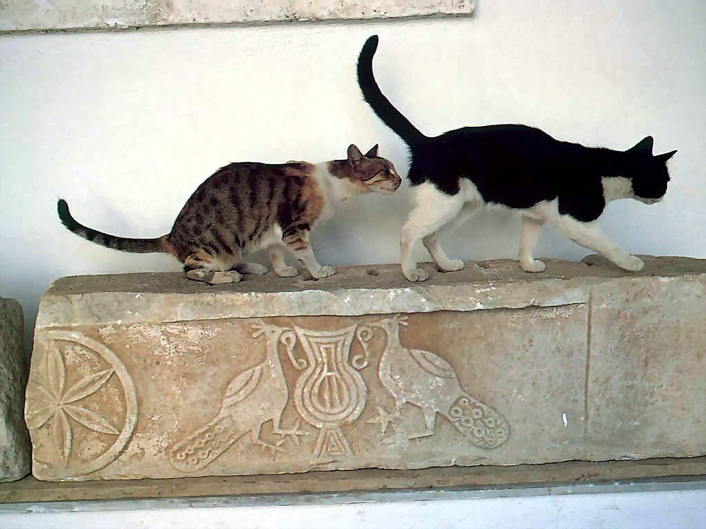 Gatti (238)